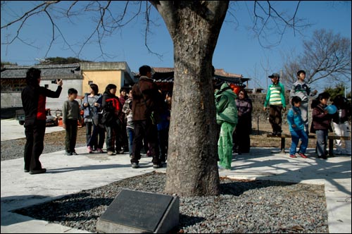 합천군 율곡면 내천리 마을 공터에 있는 느티나무. 